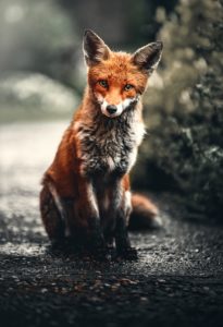 Red fox