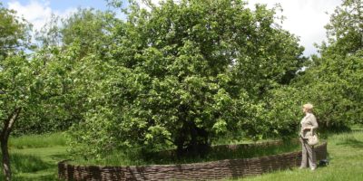 Isaac Newton’s apple tree is still alive after over 400 years Isaac Newton's apple tree
