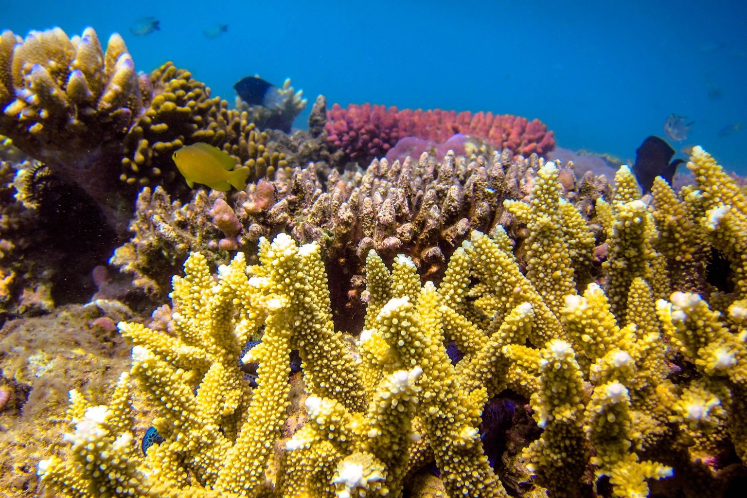 Shark attacks in Australia: Great Barrier Reef shark attack probability ...