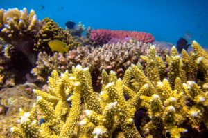 Great Barrier Reef