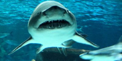 Shark attacks in Australia: Great Barrier Reef shark attack probability Sand tiger shark