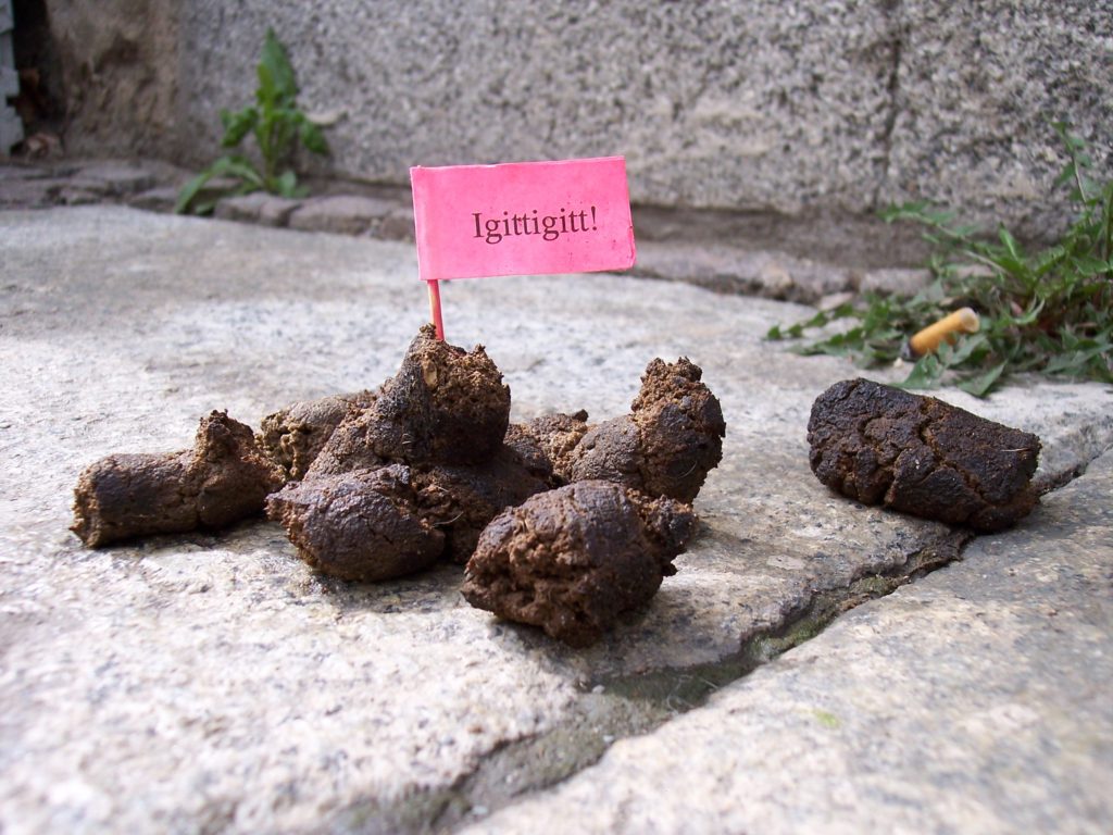 town-council-in-spain-delivers-lost-dog-poop-to-owner-s-home-fact