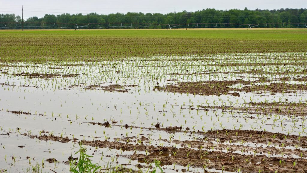 Flooded Fields in Delaware