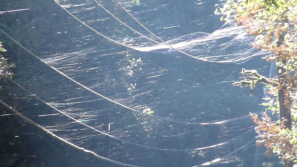 Spiderlings ballooning