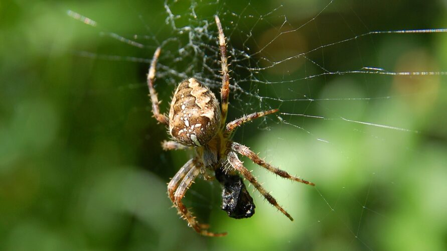 spider eating fly