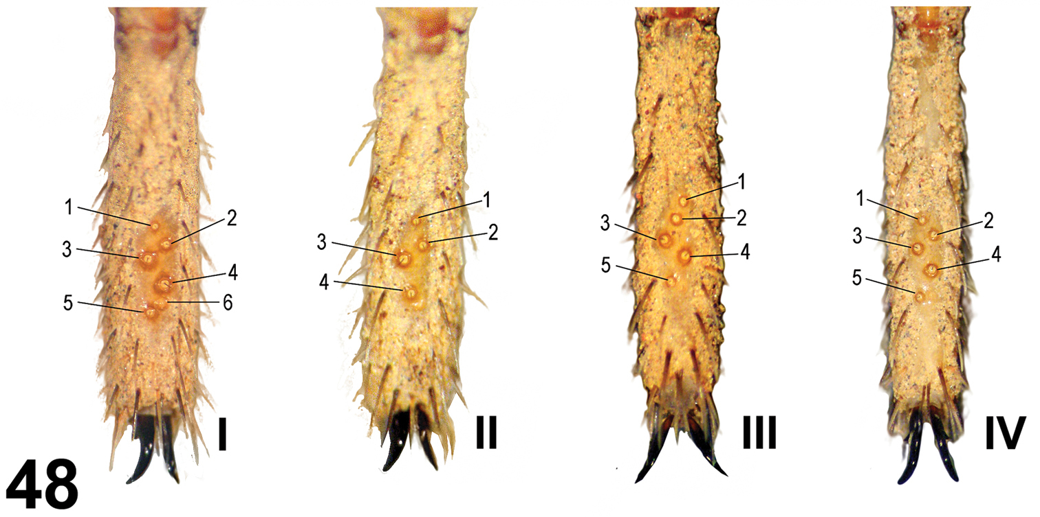 Trichobothria leg hairs