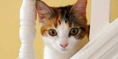 Cat reunited with owner after four days in hiding at Delhi airport Calico cat