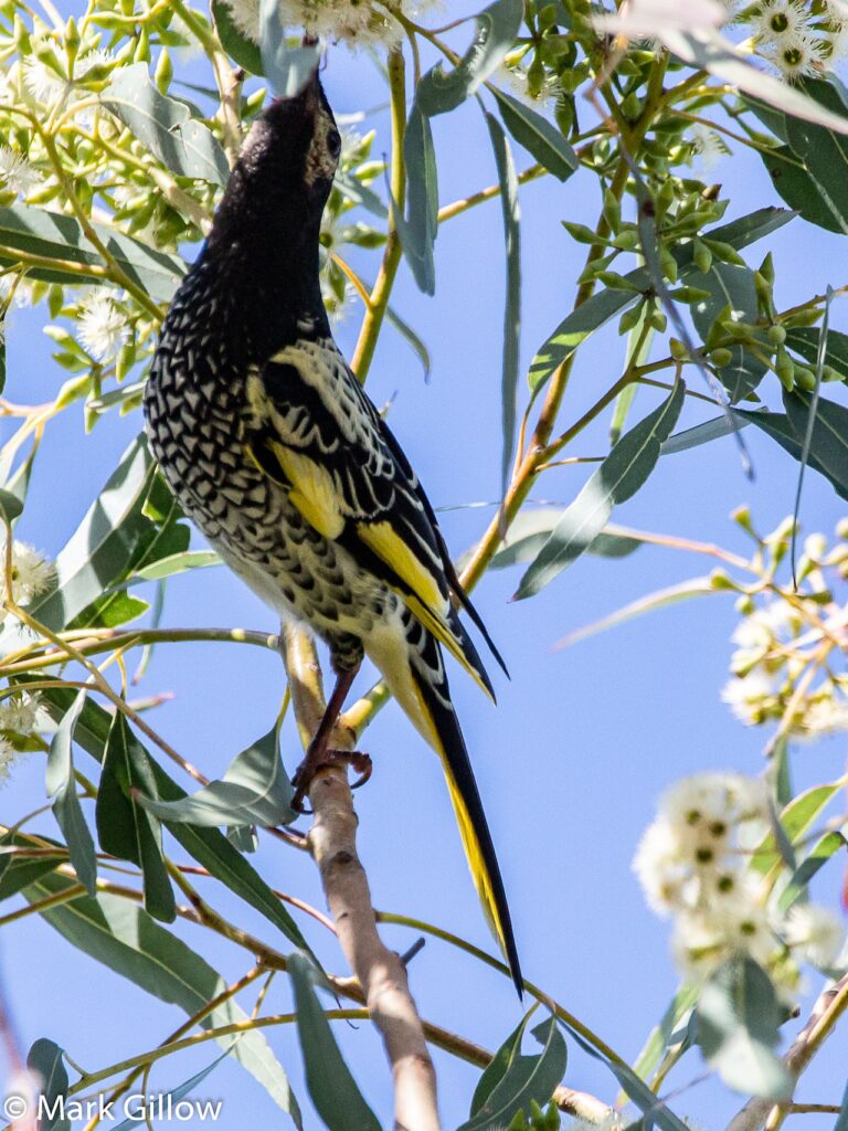 Regent Honeyeater bird